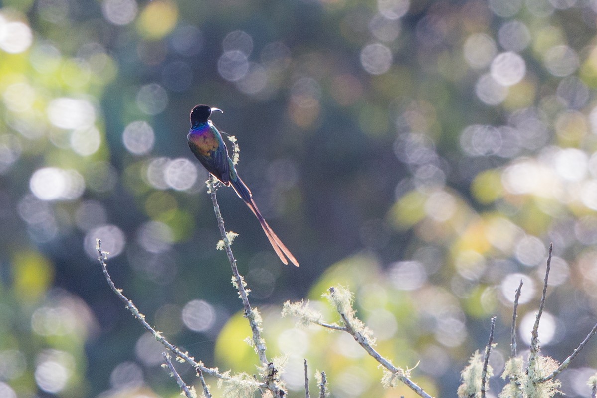 Purple-breasted Sunbird - ML40365471