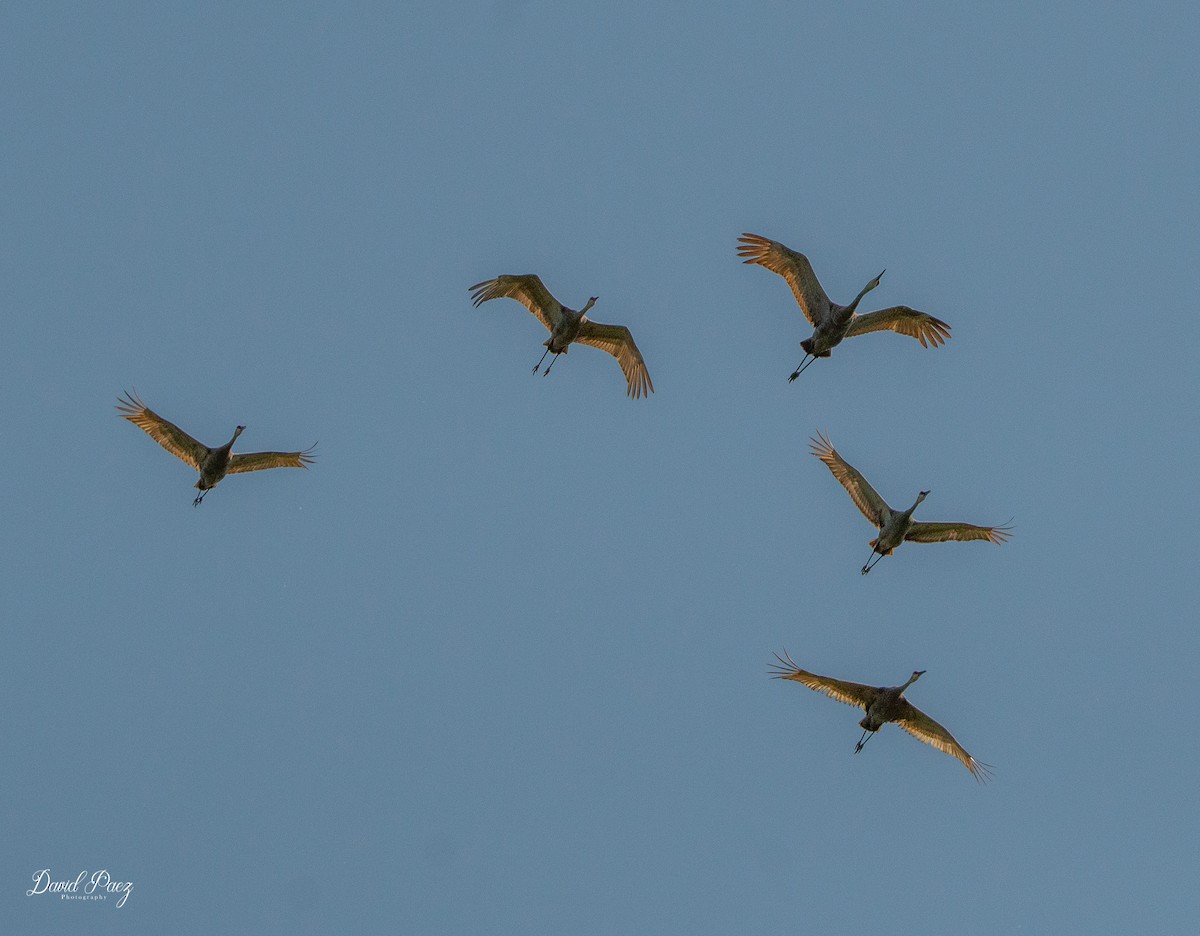 Sandhill Crane - ML403655751