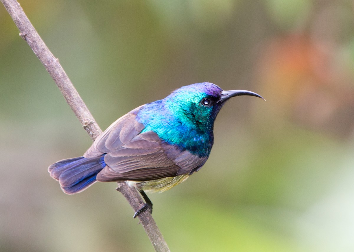 Variable Sunbird - ML40365731