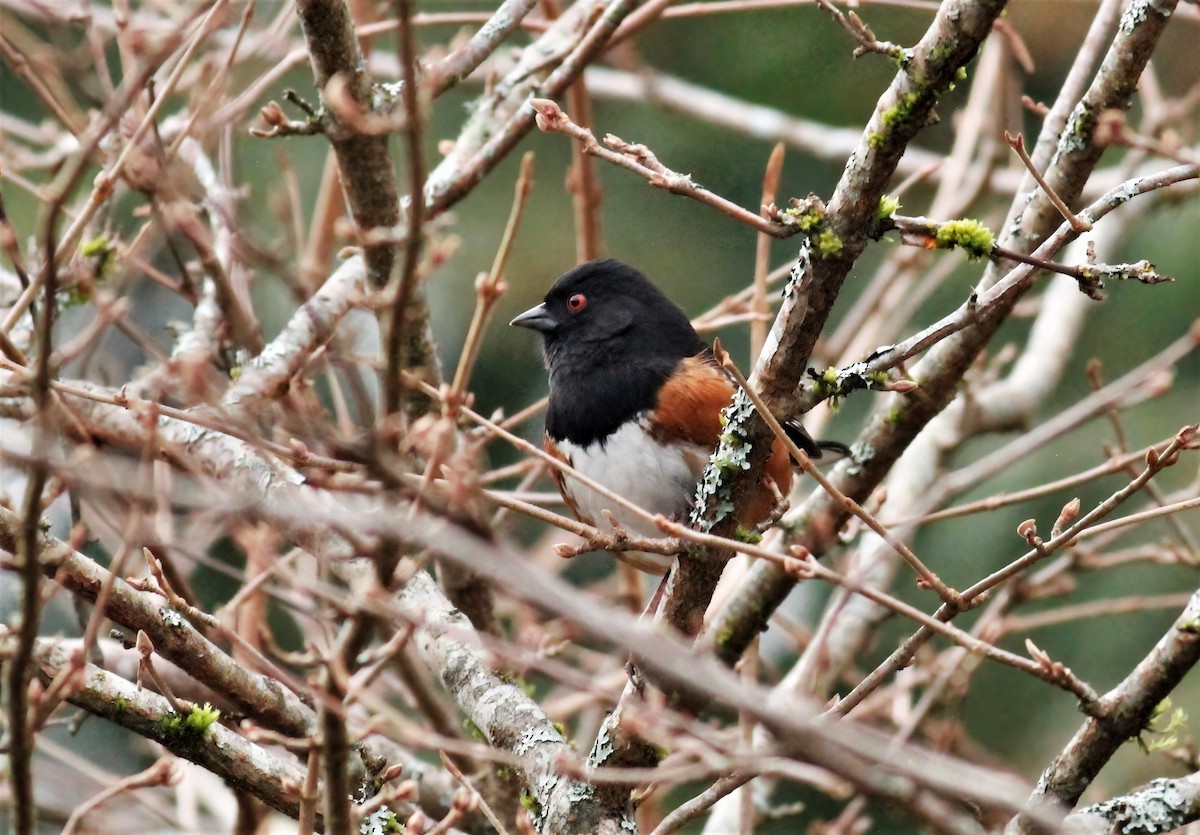 Spotted Towhee - ML403657621