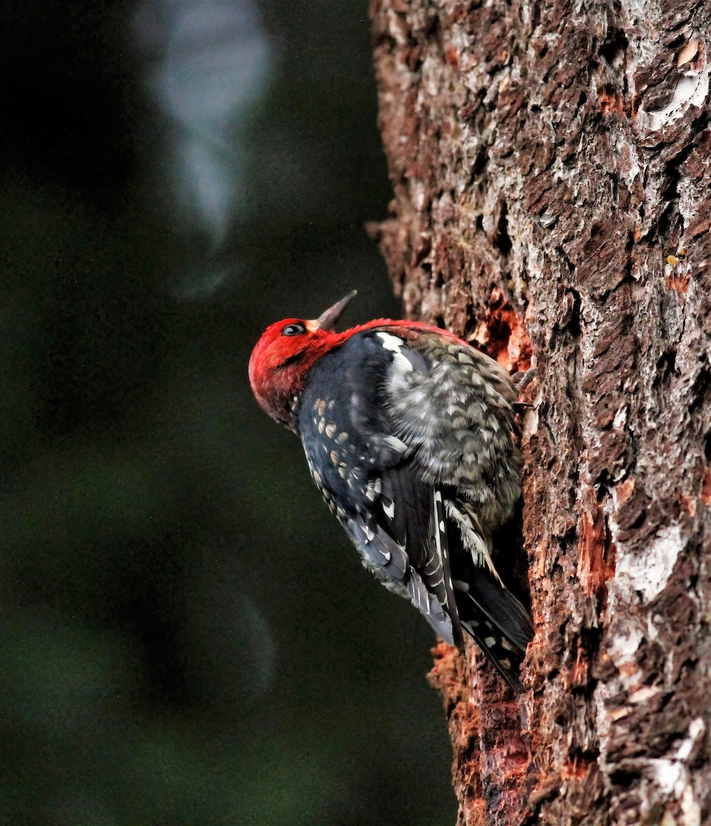 Red-breasted Sapsucker - ML403657721