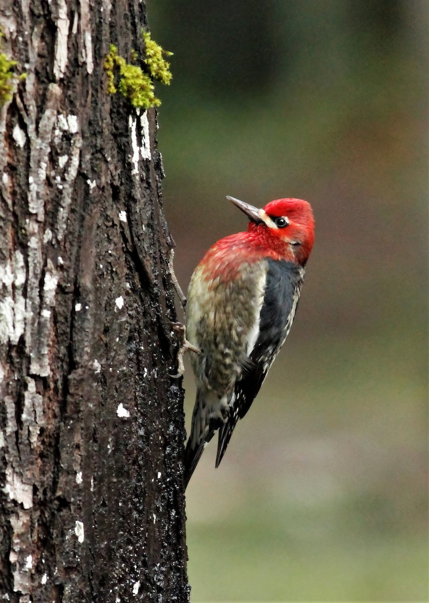 Red-breasted Sapsucker - ML403657751