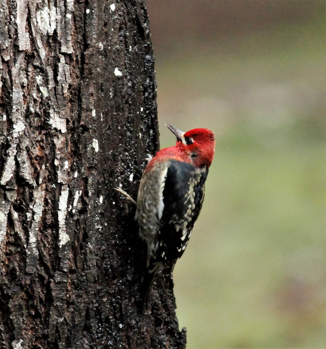 Red-breasted Sapsucker - ML403657761