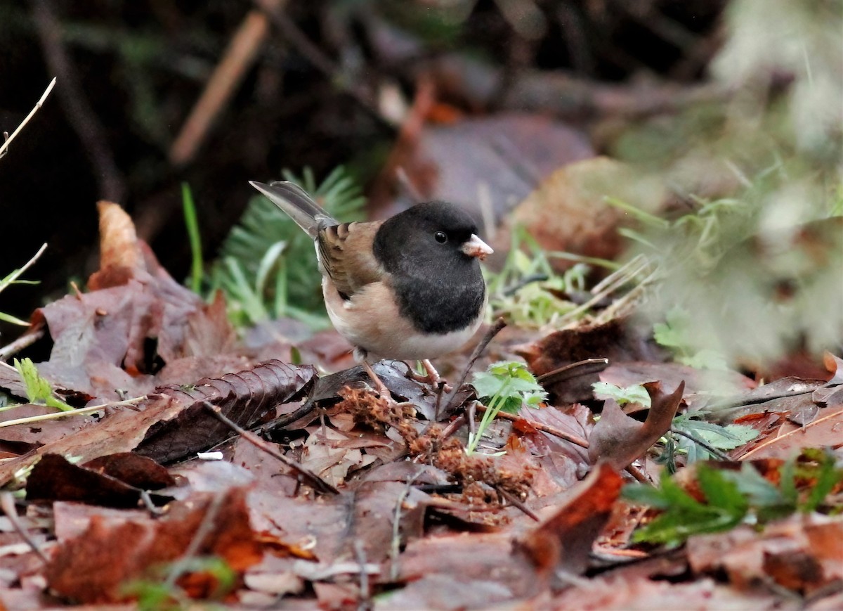 Dark-eyed Junco (Oregon) - ML403657811