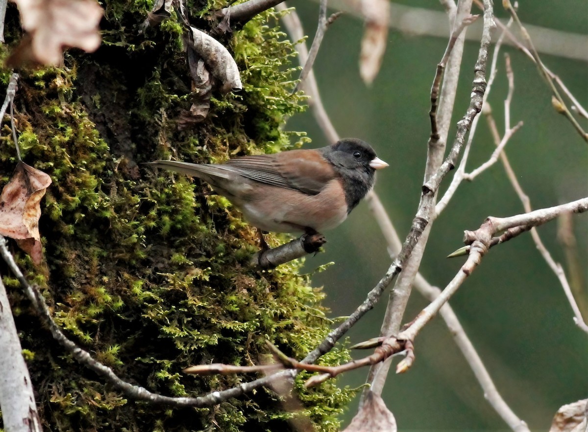 Dark-eyed Junco (Oregon) - ML403657821