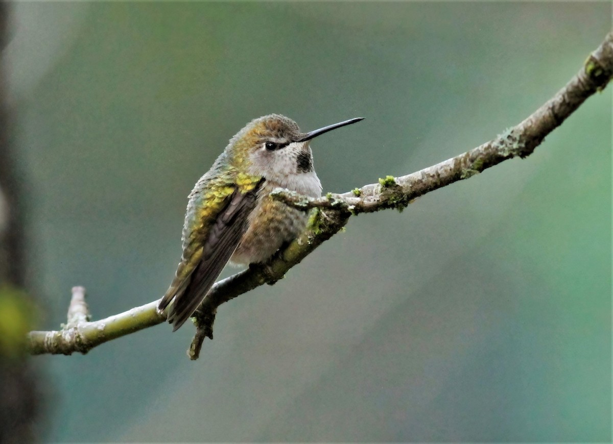 Anna's Hummingbird - ML403658251