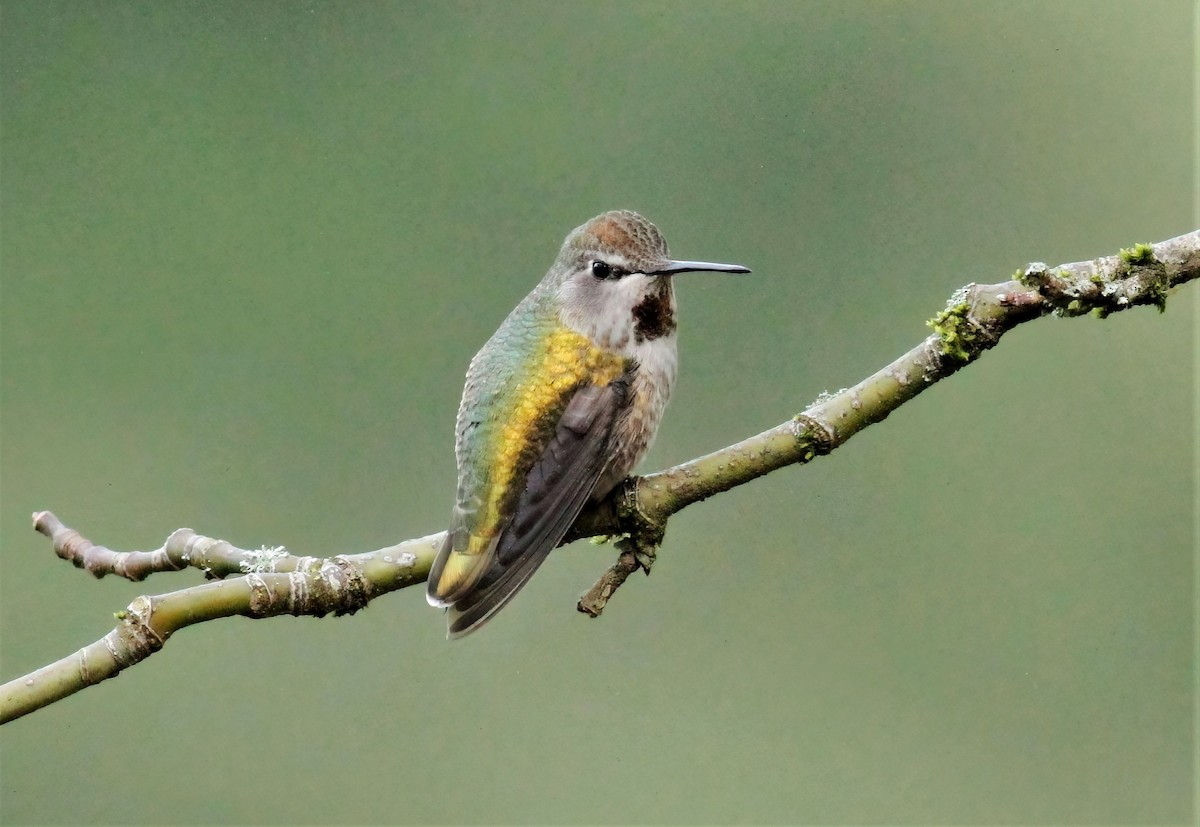 Anna's Hummingbird - ML403658271