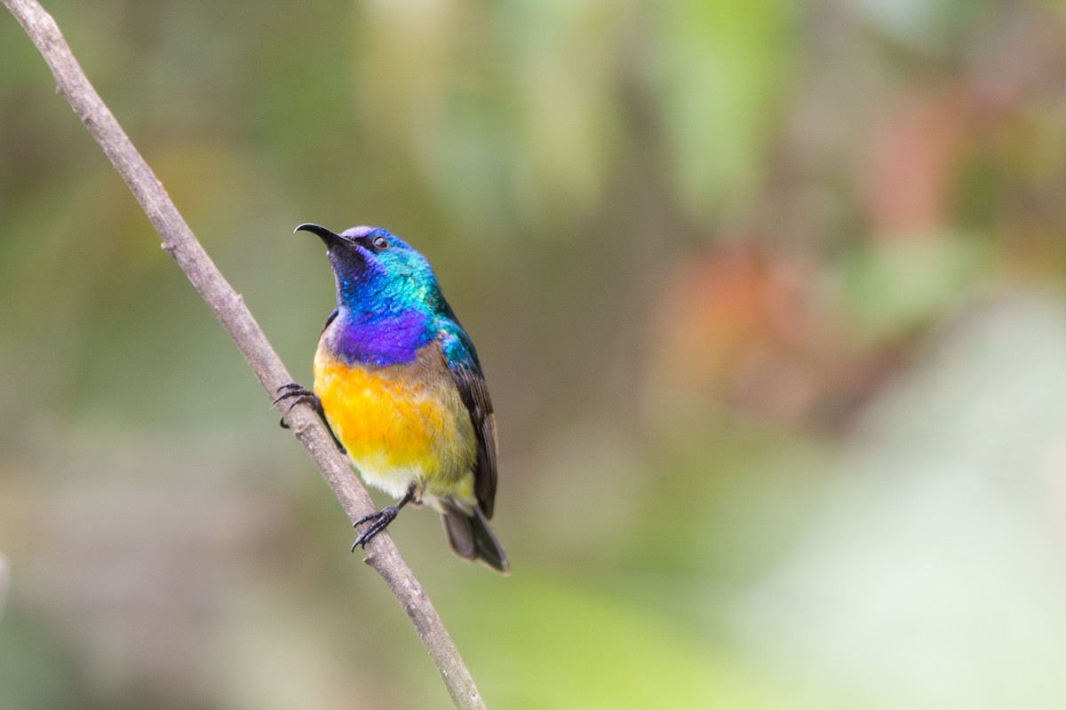 Variable Sunbird - ML40365861