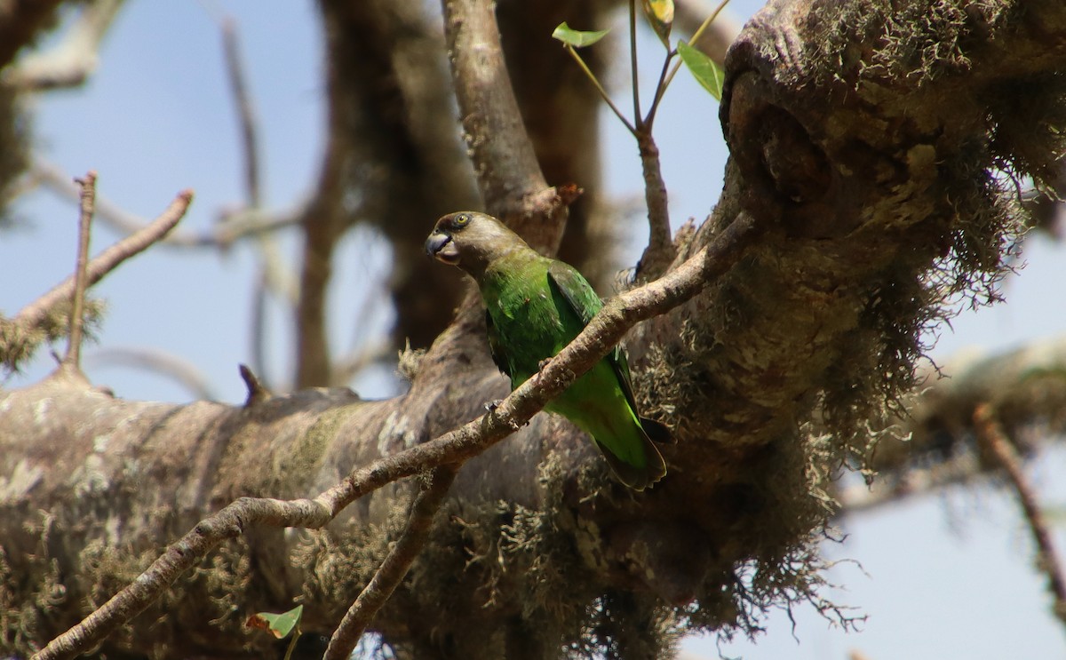 Brown-headed Parrot - ML403658921