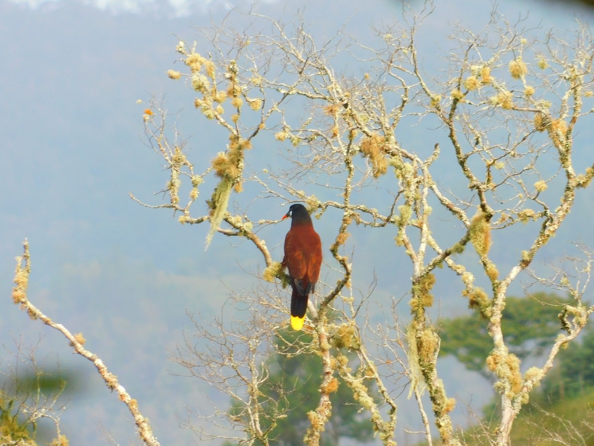 Montezuma Oropendola - Nazario Valladares Fonseca