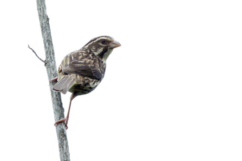 Streaky Seedeater - ML40365921