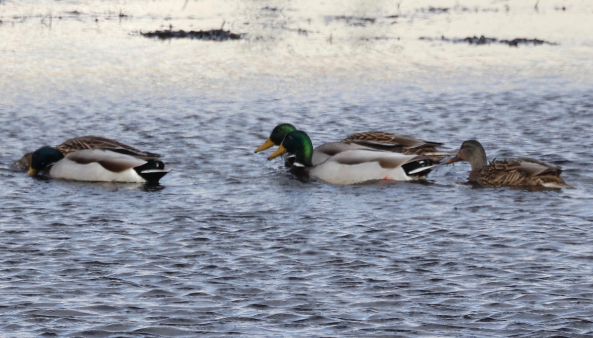 Mallard - ML403659311