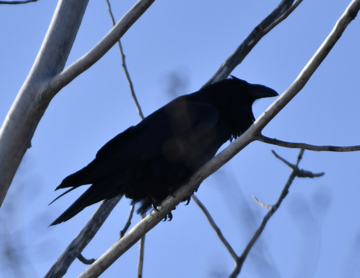 Common Raven - ML403661111