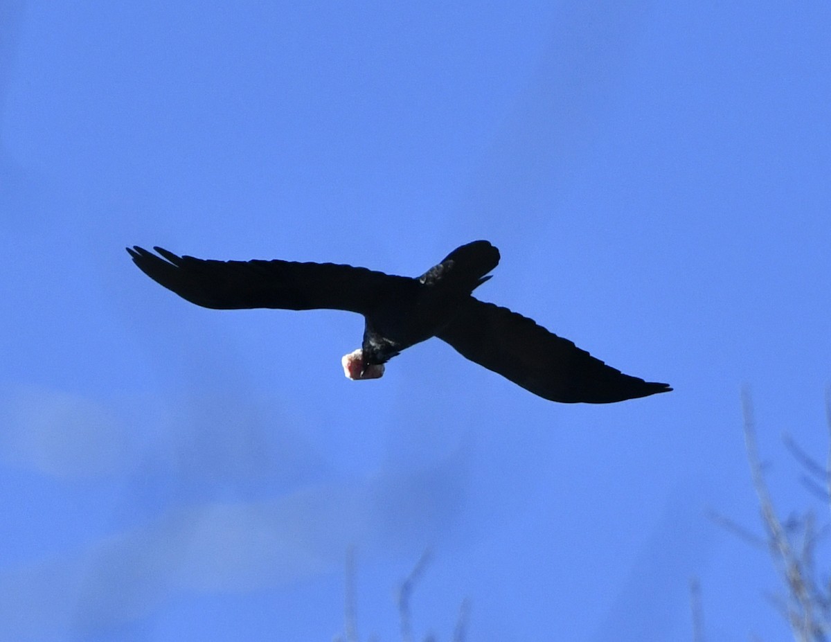 Common Raven - FELIX-MARIE AFFA'A