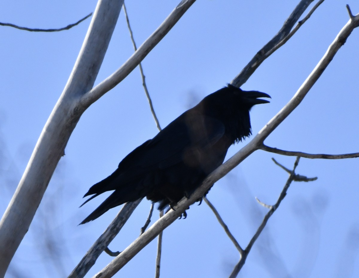 Common Raven - ML403661151