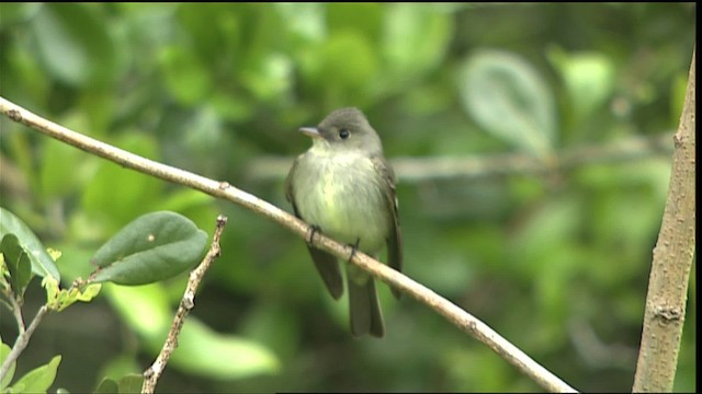 pewee sp. (Contopus sp.) - ML403662