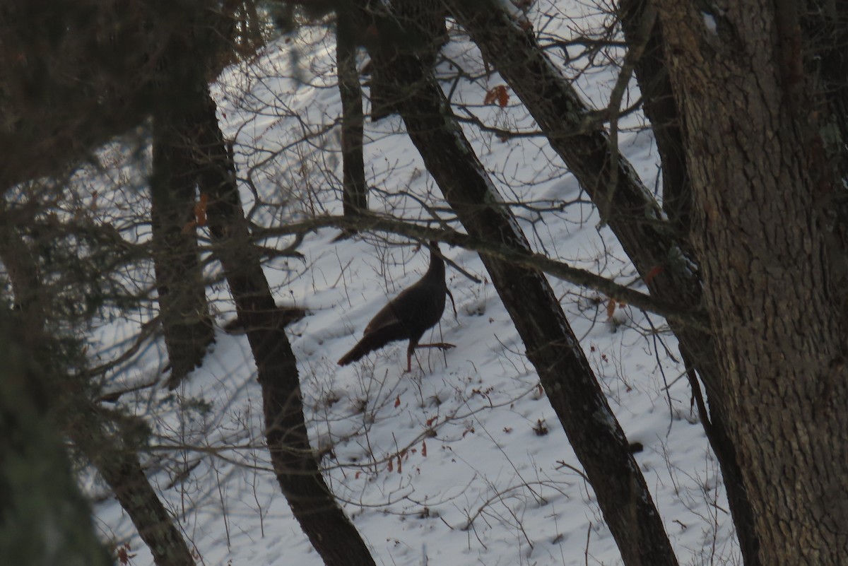 Tacchino selvatico - ML403662371