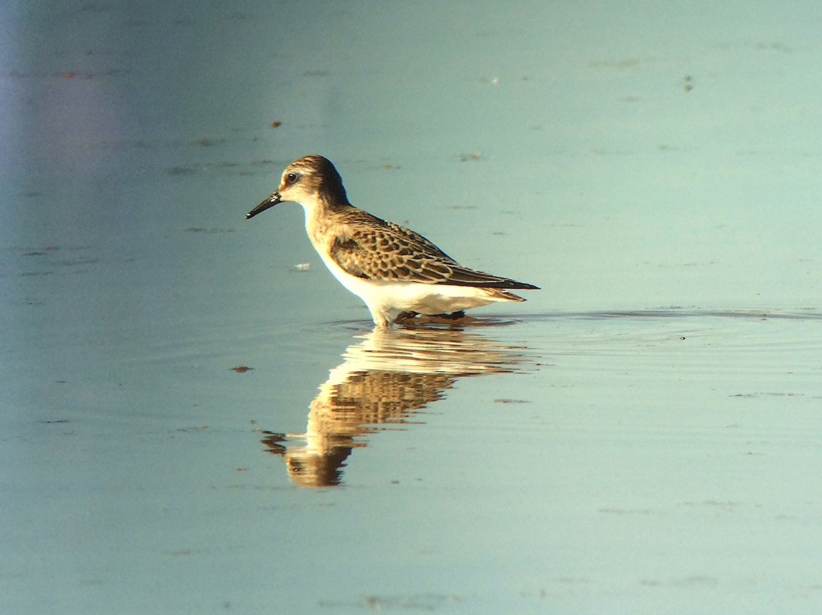 Semipalmated Sandpiper - ML40366391