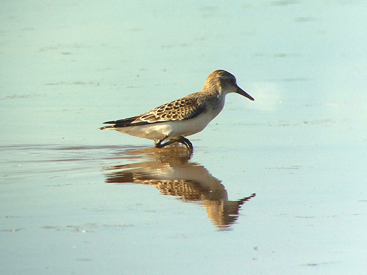 Semipalmated Sandpiper - ML40366411