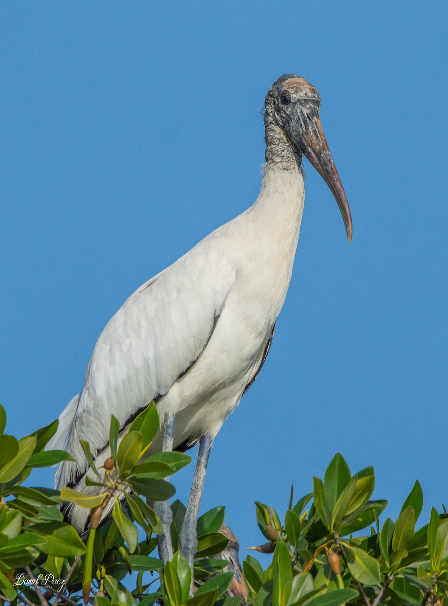 Wood Stork - ML403664961