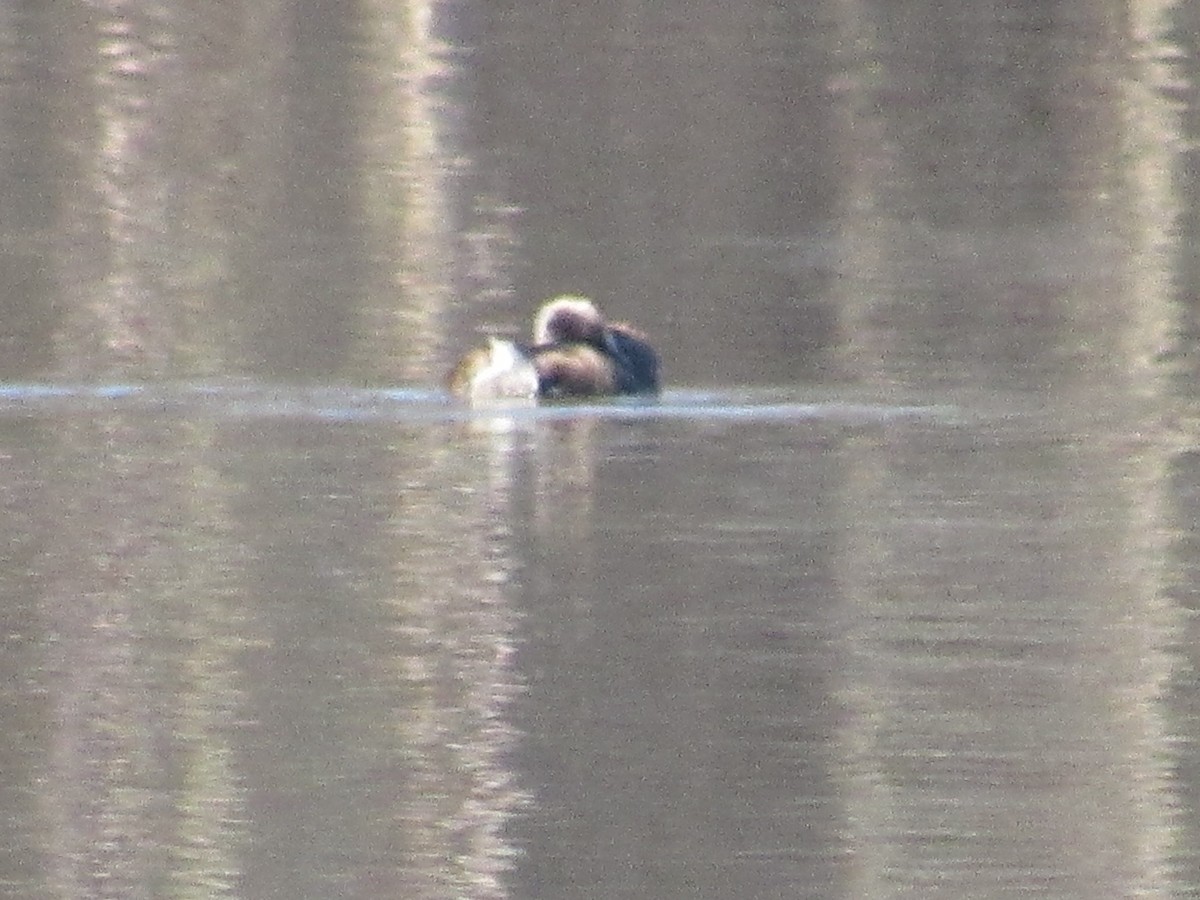 Pied-billed Grebe - Caleb Bronsink