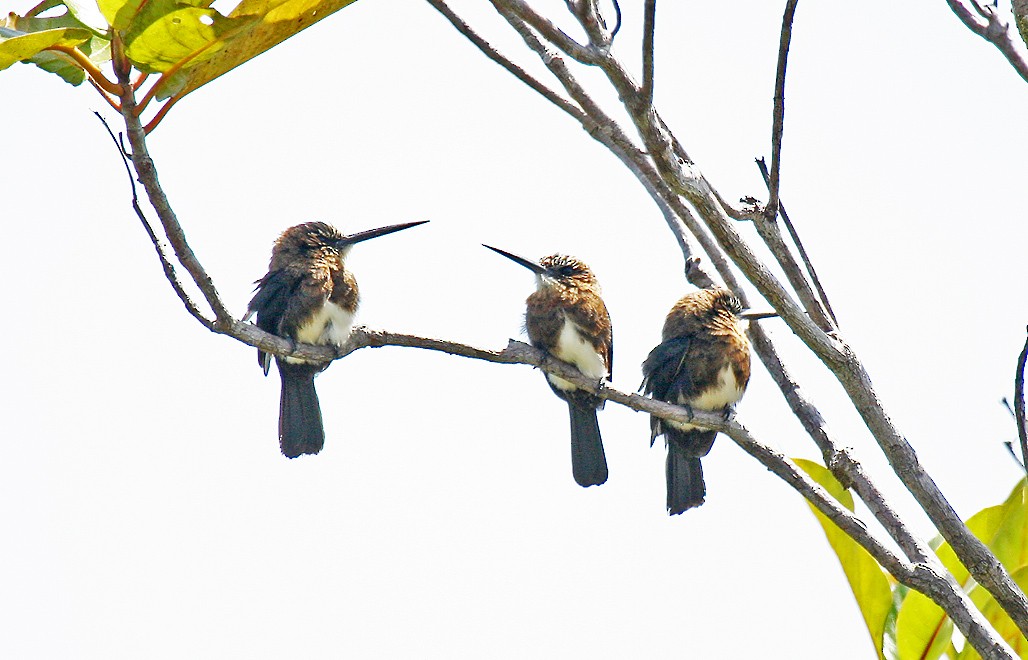 Brown Jacamar - ML403665751