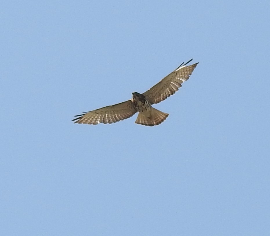 Broad-winged Hawk - Arturo Cruz