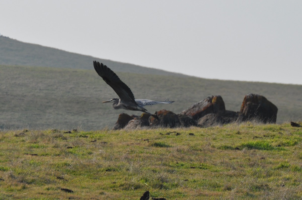 Great Blue Heron - ML403666731