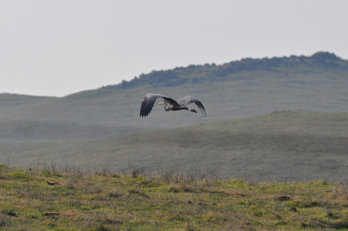 Great Blue Heron - Nina Jones