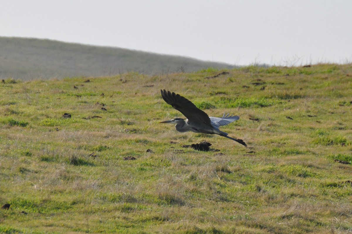 Great Blue Heron - ML403666961