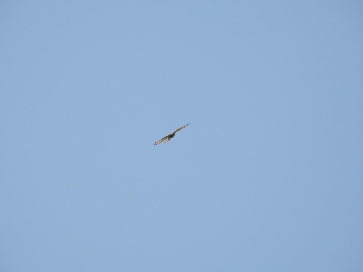 Broad-winged Hawk - Arturo Cruz