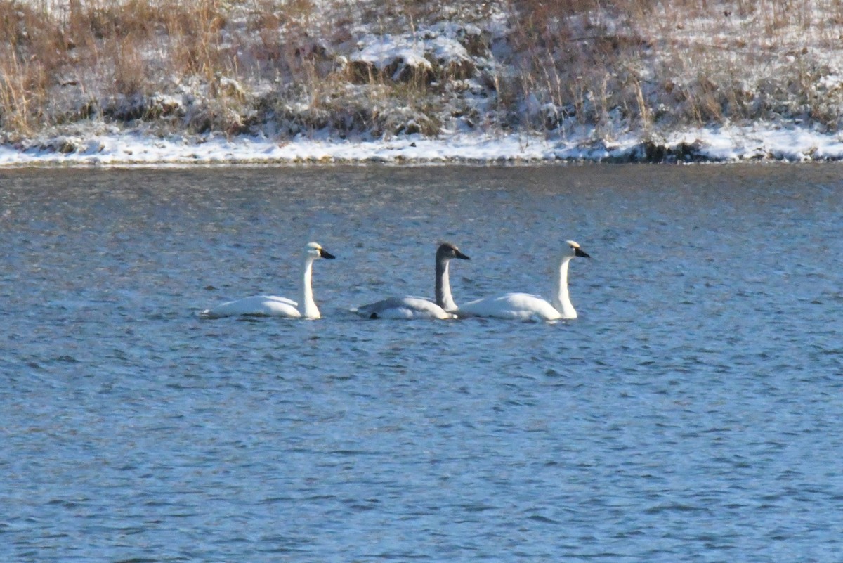 Tundra Swan - ML403667491