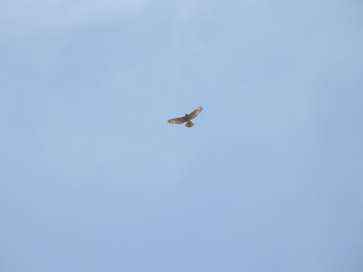 Broad-winged Hawk - Arturo Cruz