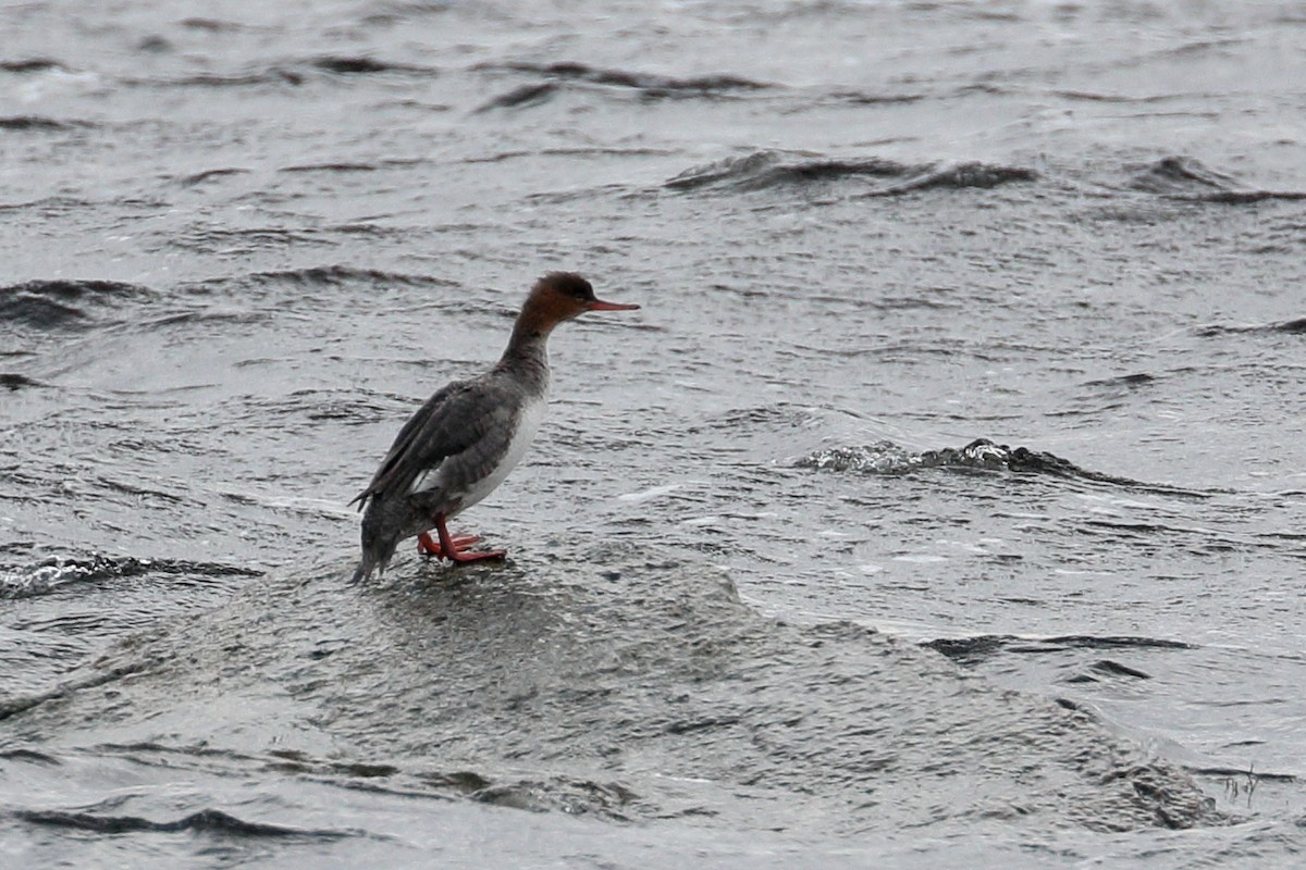 Red-breasted Merganser - ML403668971