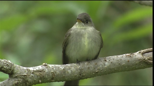 pewee sp. (Contopus sp.) - ML403669