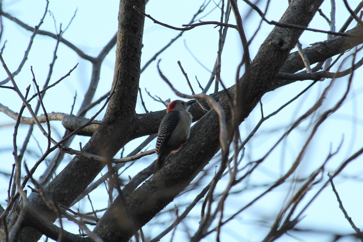 Golden-fronted Woodpecker - ML403669751