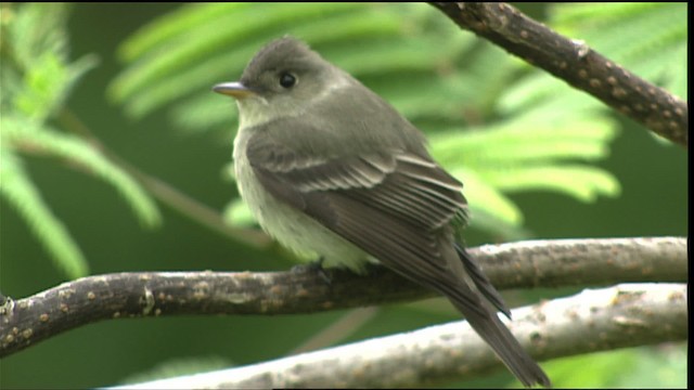 pewee sp. (Contopus sp.) - ML403670