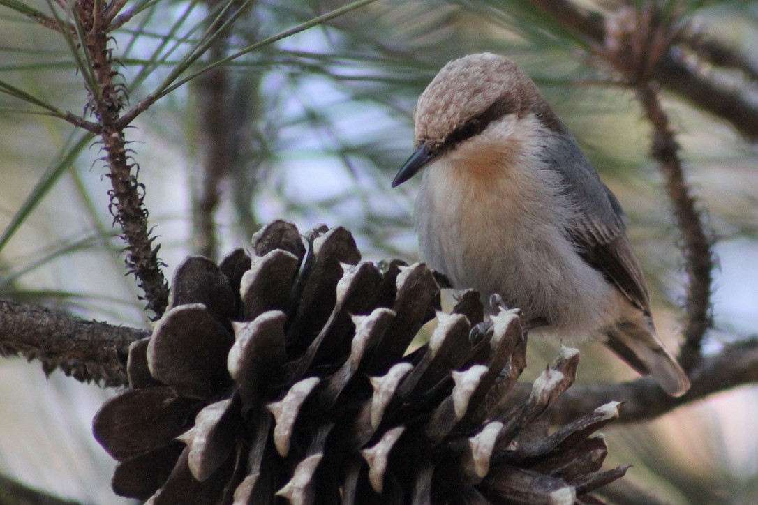 Brown-headed Nuthatch - ML403670311