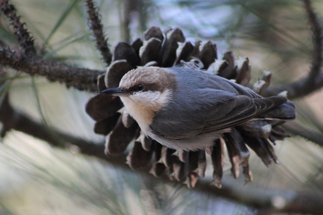 Brown-headed Nuthatch - ML403670341