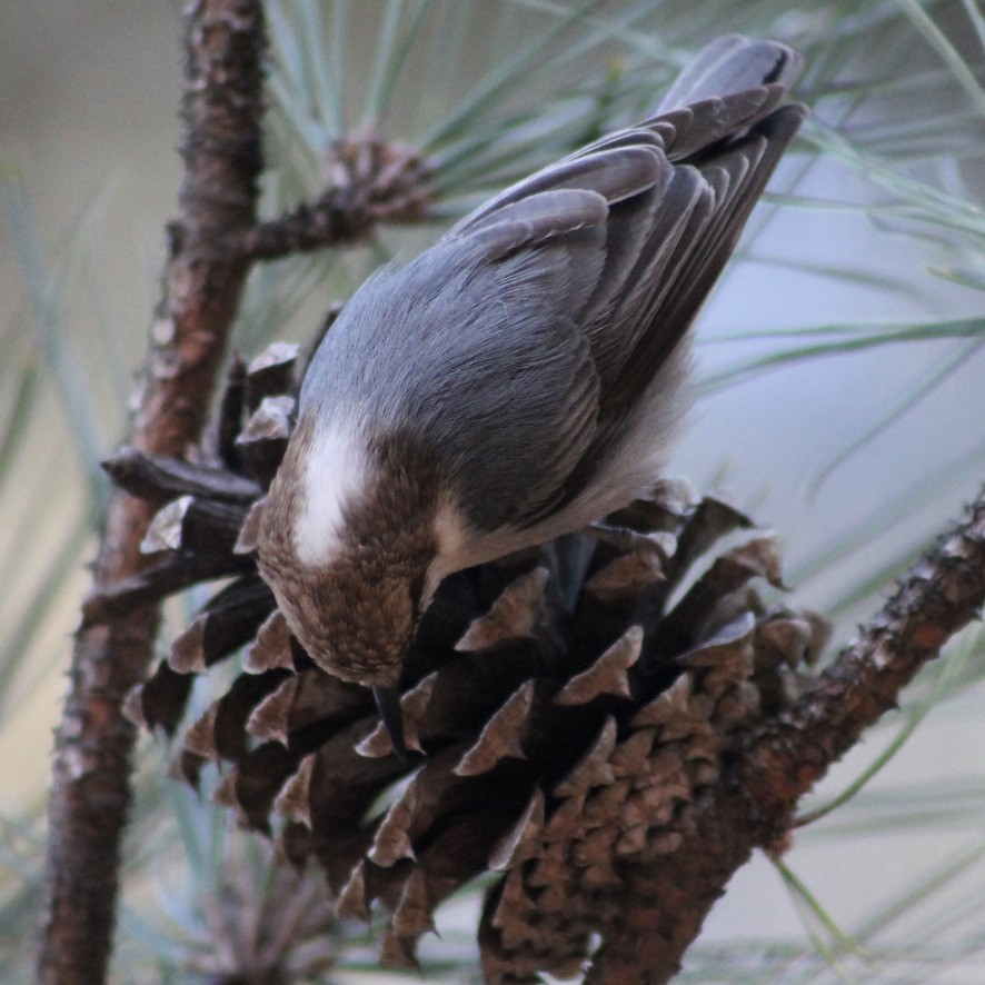 Brown-headed Nuthatch - ML403670381