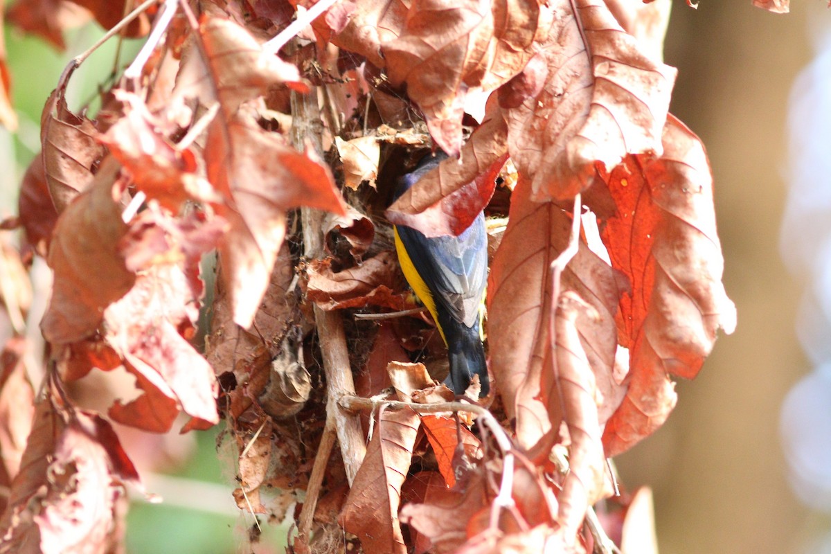 Purple-throated Euphonia - ML403670591