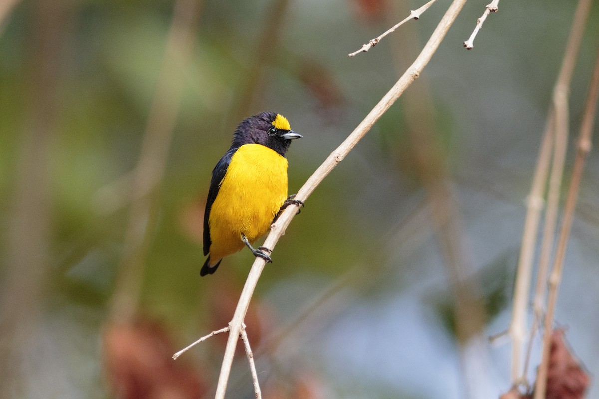 Purple-throated Euphonia - ML403670651