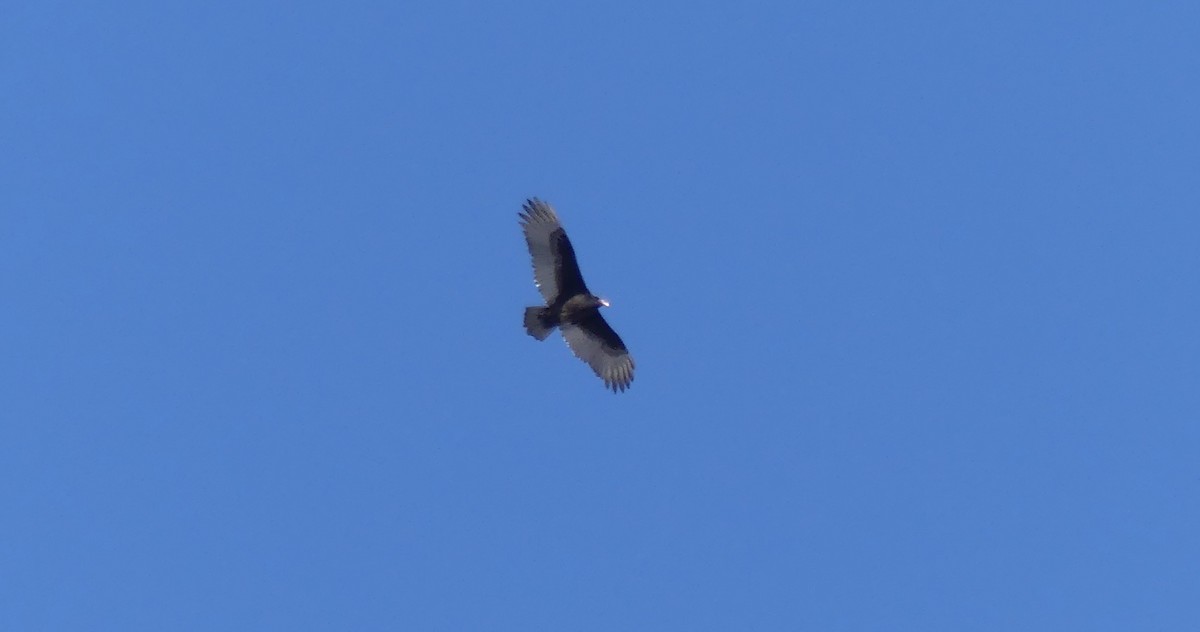 Turkey Vulture - ML403670931