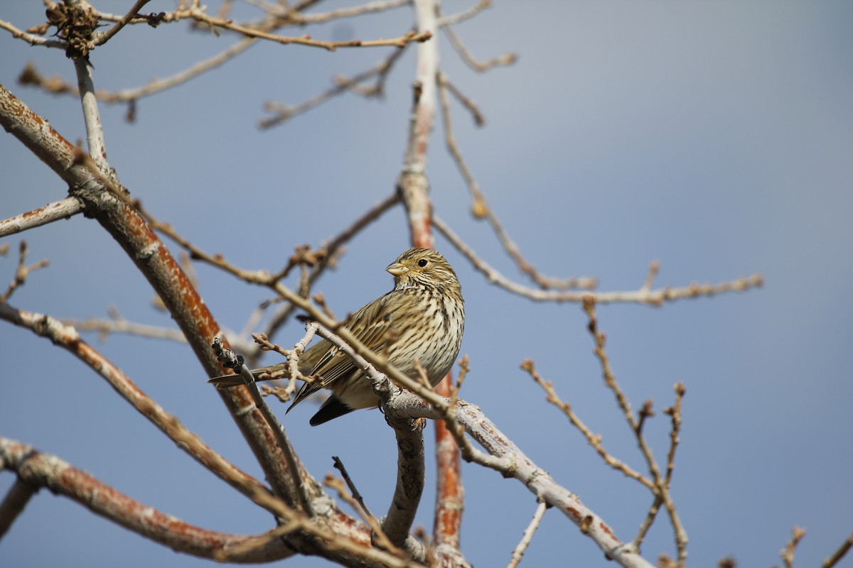 Corn Bunting - ML403671941