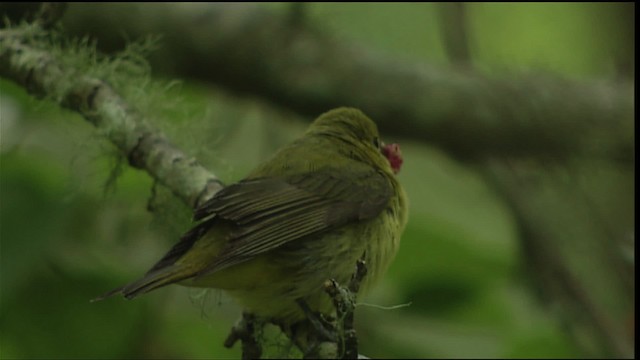 Scarlet Tanager - ML403674