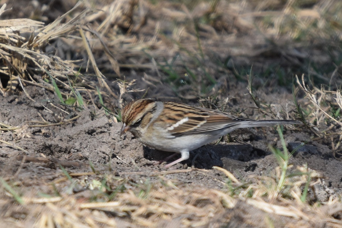 Chipping Sparrow - ML403675341