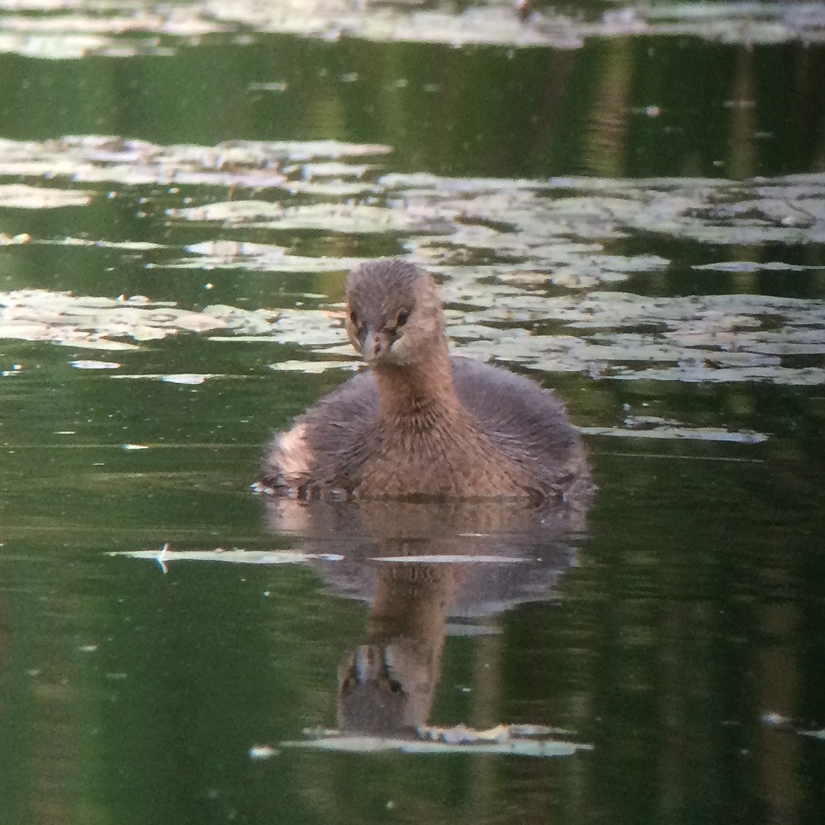 Pied-billed Grebe - ML40367791