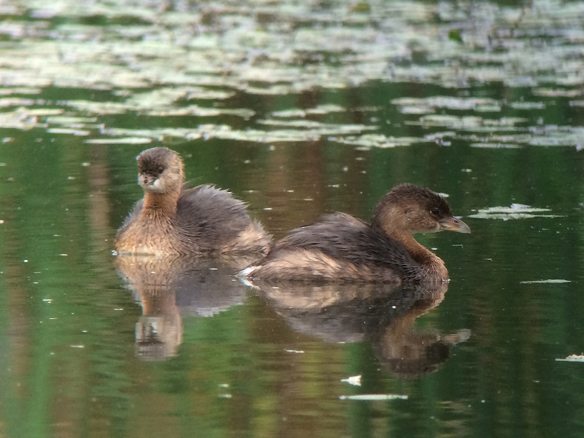 Pied-billed Grebe - ML40367801