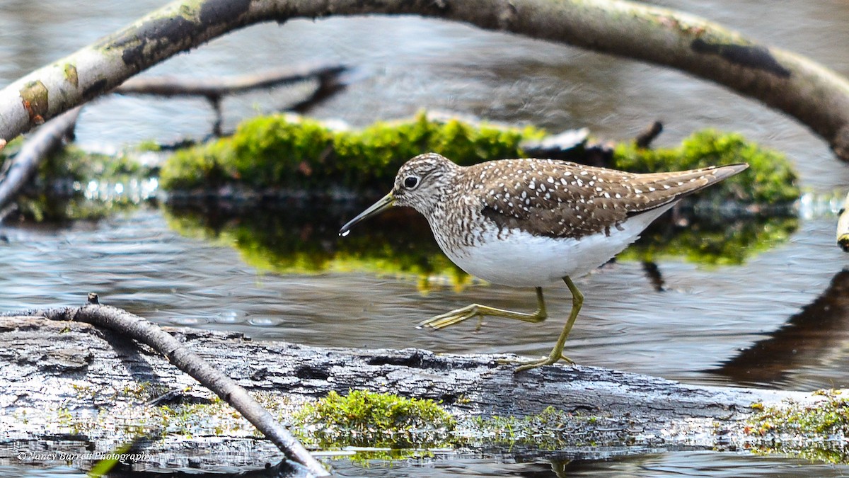 Solitary Sandpiper - ML403679181