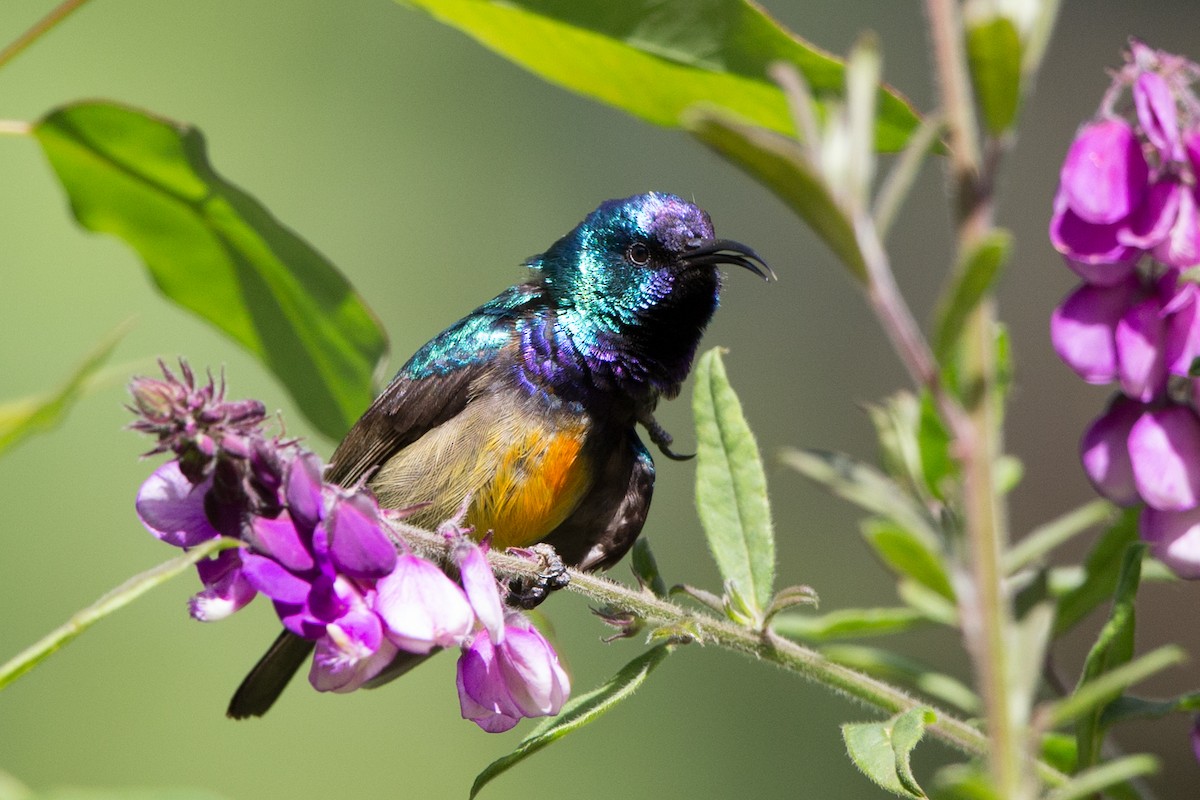 Variable Sunbird - ML40367931